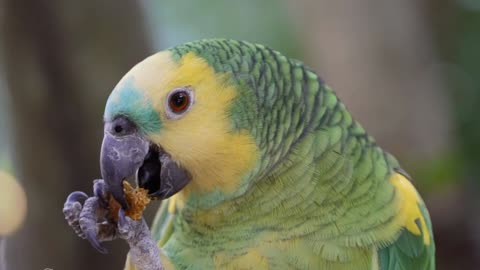 Majestic Kingdom of Birds with Sounds in 4K