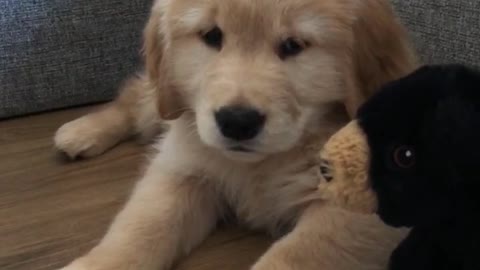 Irresistible puppy cuddling her teddy