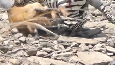 "Terrifying Zebra Attack: Lion Ambush Caught on Camera"