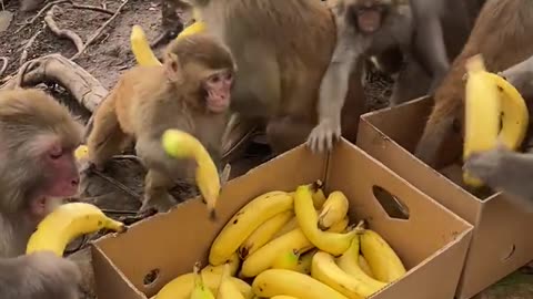 Viral monkey