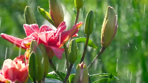 Beautiful pink flower under the rain closeup