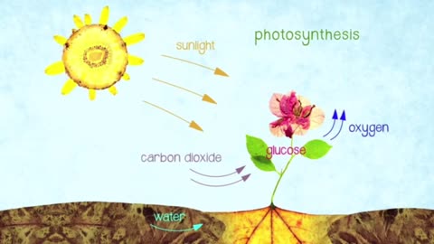 Most of our bodies come from organic matter