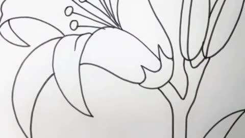 Mesmerizing Hibiscus Sketch 🌺✏️