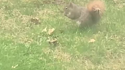 Squirrel eating bread 🥖