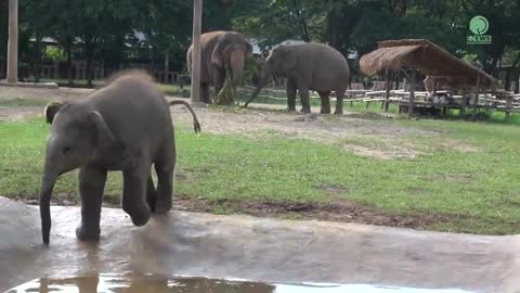 baby elephant wan mai outing elephant