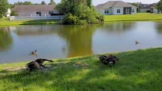 Watching and feeding the Geese