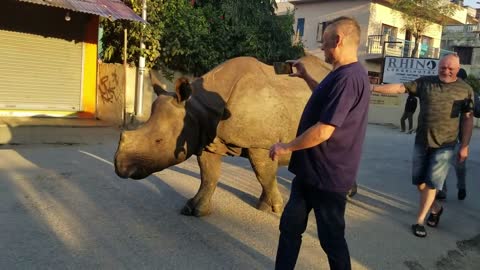 Wild rhino at city