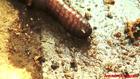 Snail's speed to hunt earthworm is faster than leopard_Cut