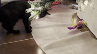 Mat Keeps Kitten From Toy Under Christmas Tree