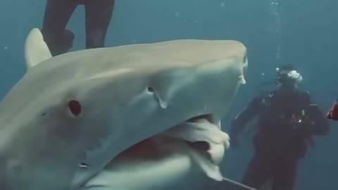Shark Feeding #trendingshorts #shark #sharks #feeding #shorts