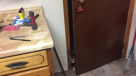 Cat Sneezes Loudly After Opening Door
