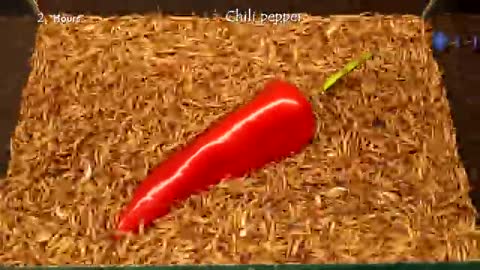 Mealworms eating green apple, peppers and lettuce