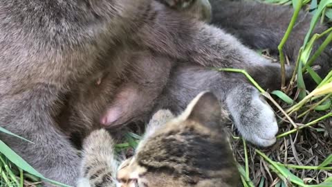 Cute, adorable kitten gets a bath from her Mama