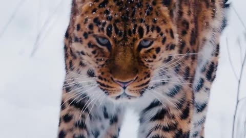 Leopard 🐆 in snow coming for you 😀
