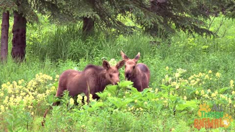 MOOSE * | Animals For Kids | All Things Animal