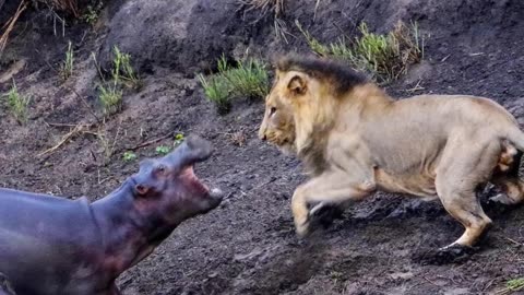 How Fearless The Hippopotamuses Is!