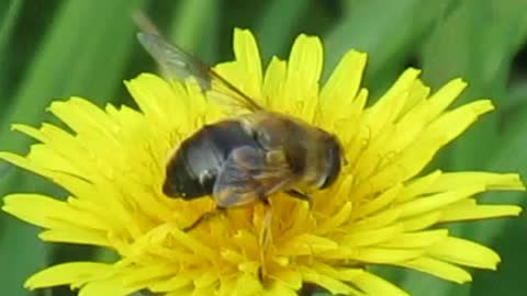 Honeybee feeding from Dandelion