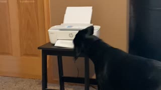 Canine Coworker Steals Printed Paper