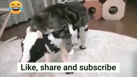 Compilation of the Funniest Animals, Cute Cats, Funny Animal Videos, and OMG So Cute