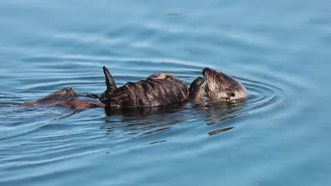 THE SEA OTTER