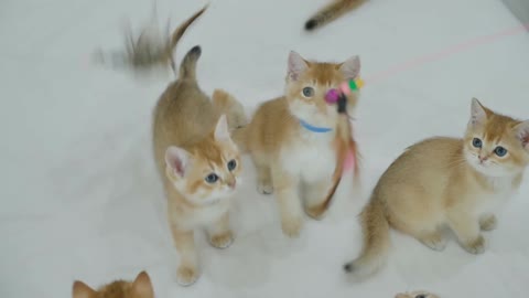 Cats Kittens Feline Pet Cute Animal Sweet