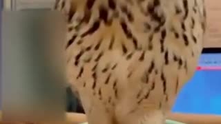 Funny video animals