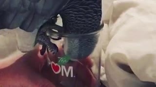 African grey wants everything owner has