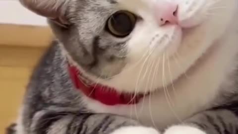 Funny animal videos - Funny cats / dogs - Funny animals