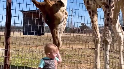 Cute Giraffe Gives Baby Smooches