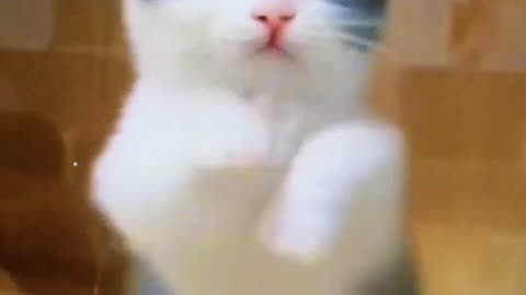 Funny cats video