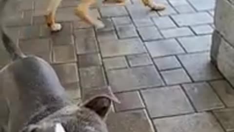 Funny Dogs Video 🤣 Dog will make you Laugh 🤣 #Shorts