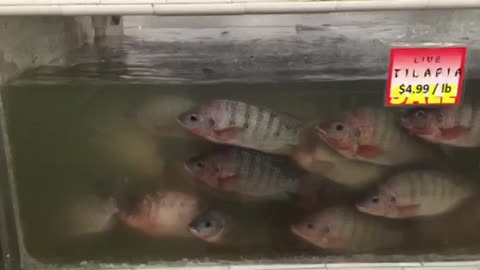 Oriental Grocery Store Live Tilapia Fish Fresh Seafood Department Tank
