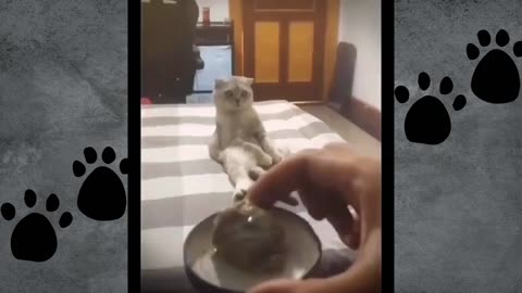 Funny & Hiliarious Cats and Dog's Video's