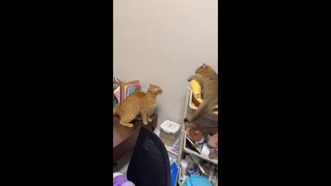 Two cats fighting