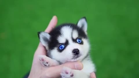 Micro Husky Puppy ''Real''' ( lookalike toys!)