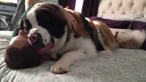 Huge Saint Bernard dog being needy