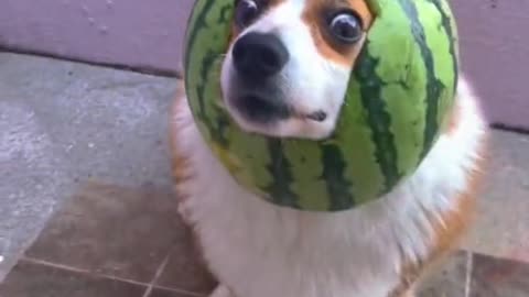 Dog helmet 🤣