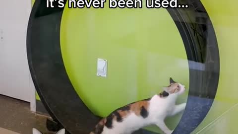 Lexus is the first cat we’ve seen to actually use the cat wheel.