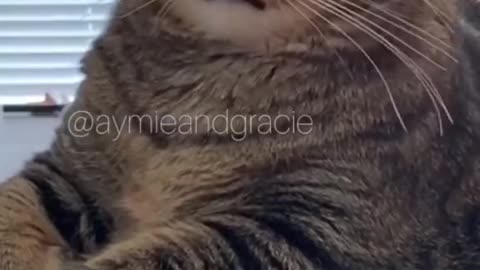 Daily cat video - 16