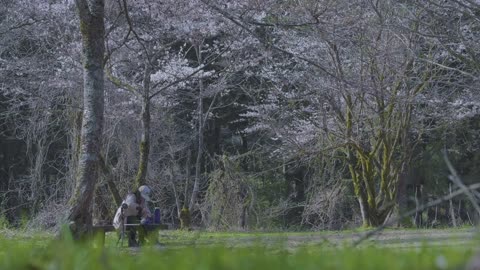 Nodate Japan 野点 ジャパン （アウトドア 茶道 ） チャンネル紹介・予告編 Japanese Outdoor Tea