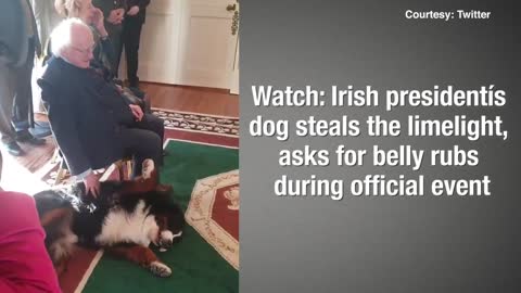 dog funny videos in USA president home