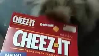 Jasper vs cheez-its