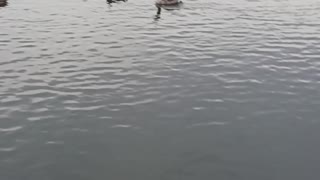 Ducks and geese