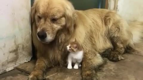Cats and dogs are good friends