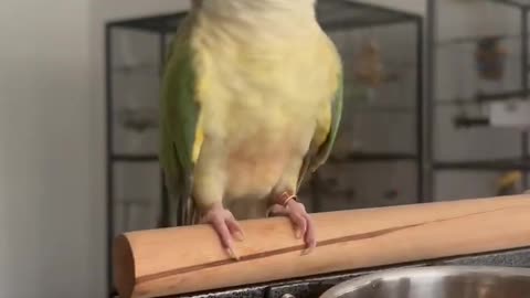 Cute Conure Pickles Being Sassy To Scampi