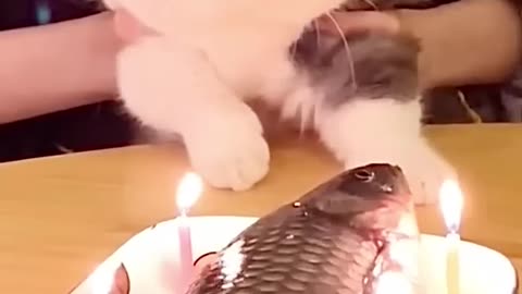 Cat saying thanks for the birthday
