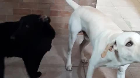 Dogs playing with soap ball