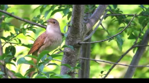 Lissen Birds - Natural Birds Voice, Bird Natural Sound,Common Nightingale calling,
