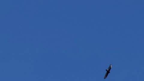 American Eagles Fighting Off Buzzards