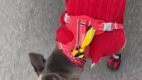 Dog walk in warm gear